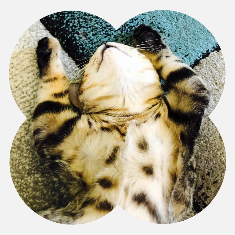 FauleKatze