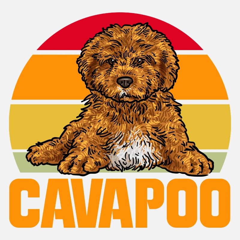 Cavapoo Cavoodle Capoodle Chien