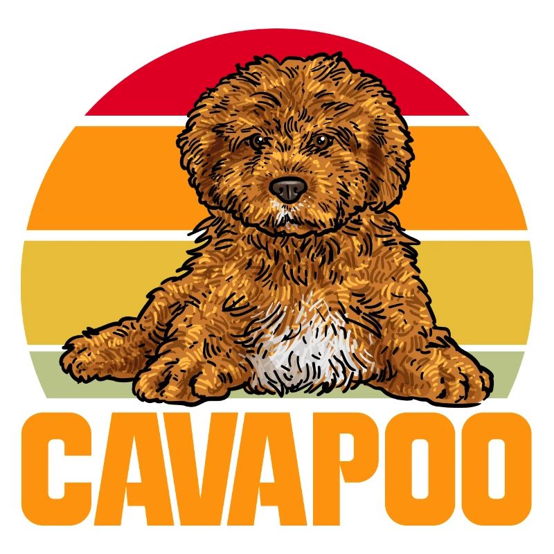 Cavapoo Cavoodle Capoodle Dog