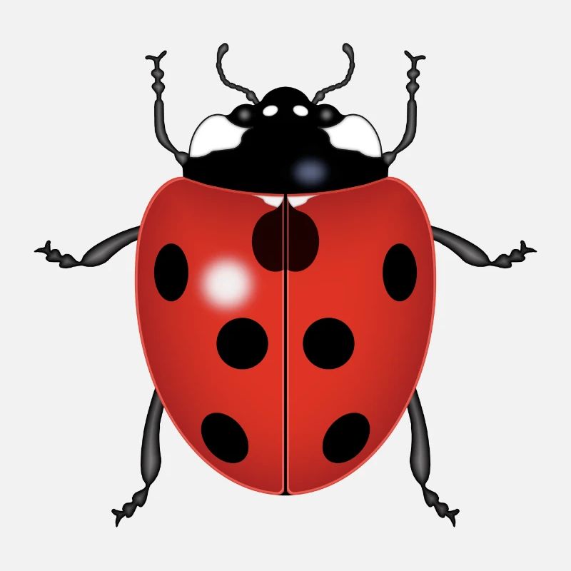 MARIENKÄFER
