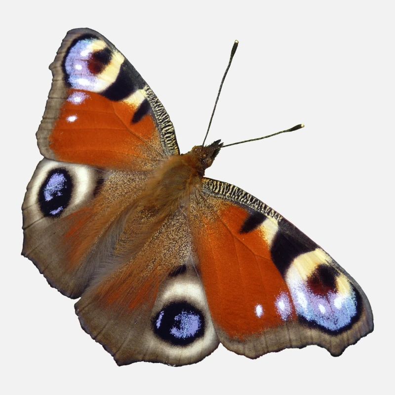 Butterfly Wings Day Peacock Eye Insect Spring