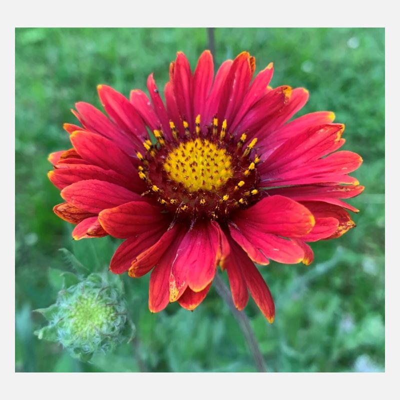 Blume mit Knospe