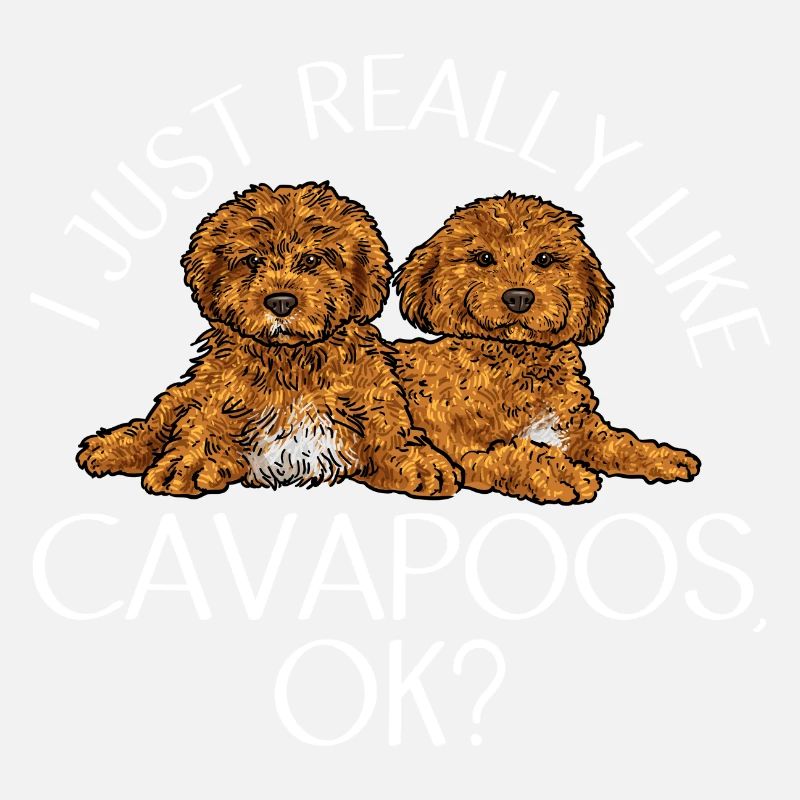 Cavapoo Cavoodle Capoodle Chien