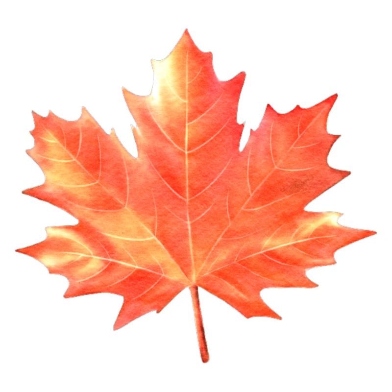 Maple Leaf Couleurs colorées Maple Tree Forest Warm