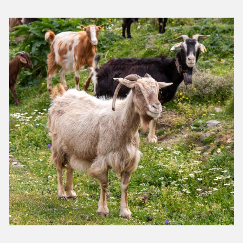 Chèvre de montagne dans le parc national Parc de l’île de Kos