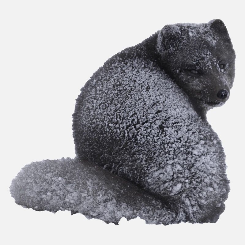 fox cub
