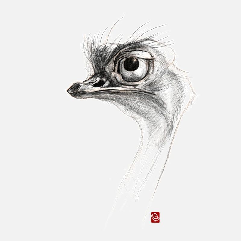 Sketchy Ostrich