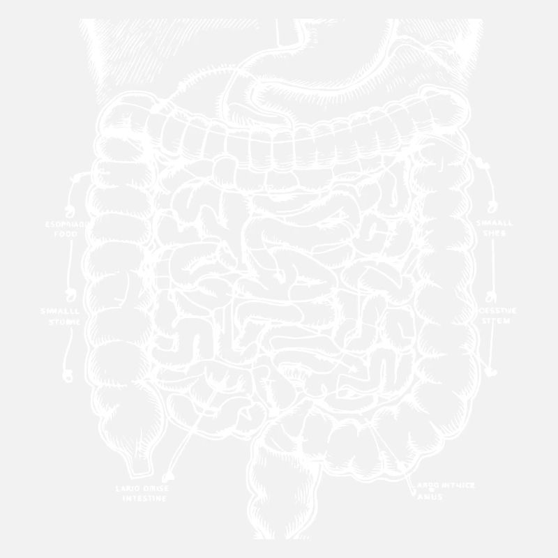 Human Anatomy Digestive System