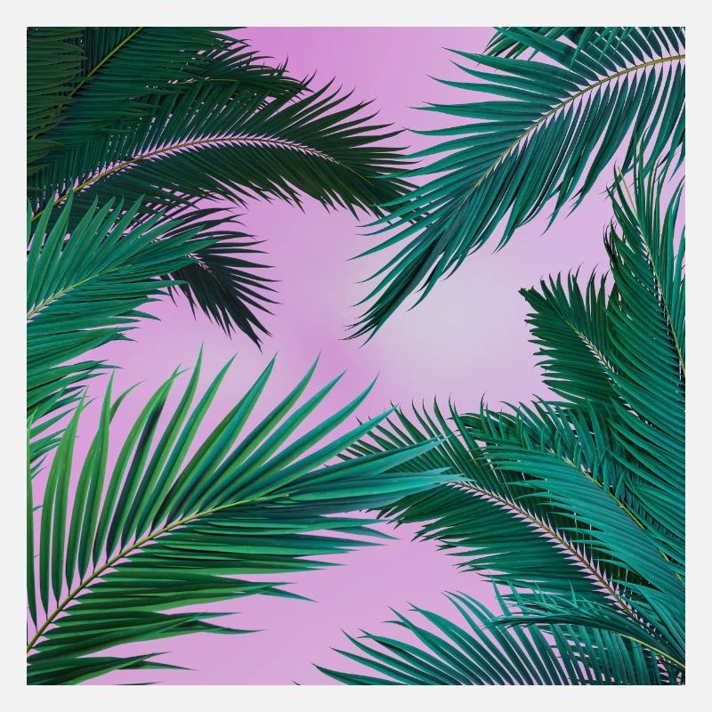Tropical Palm Trees