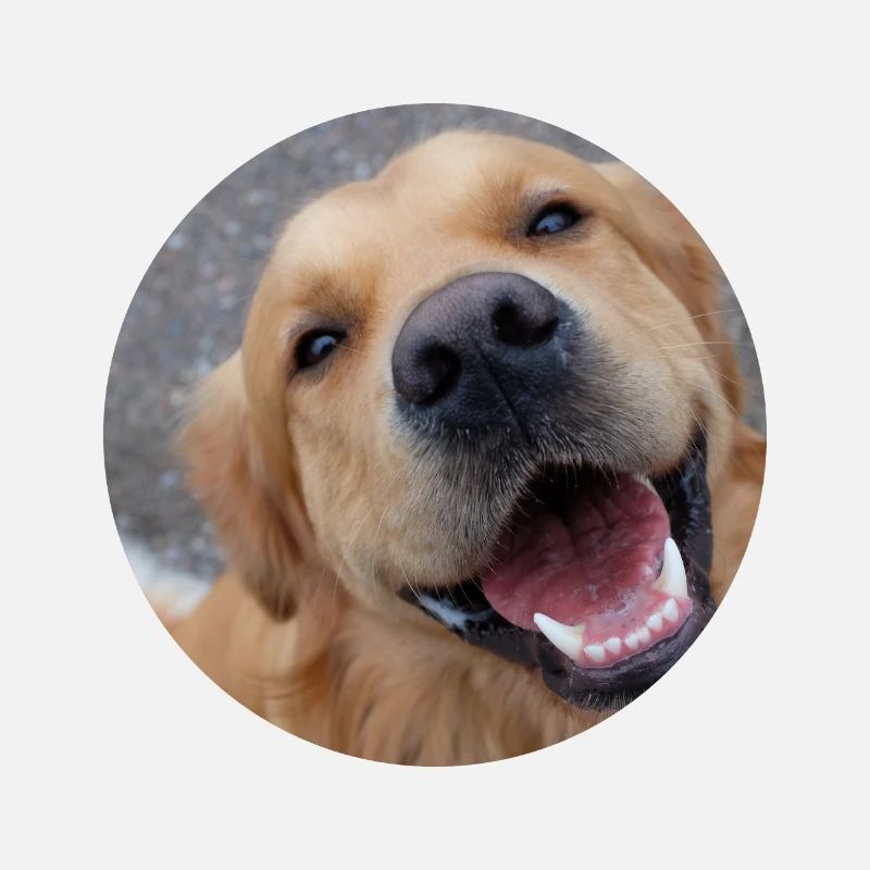 Chien mignon