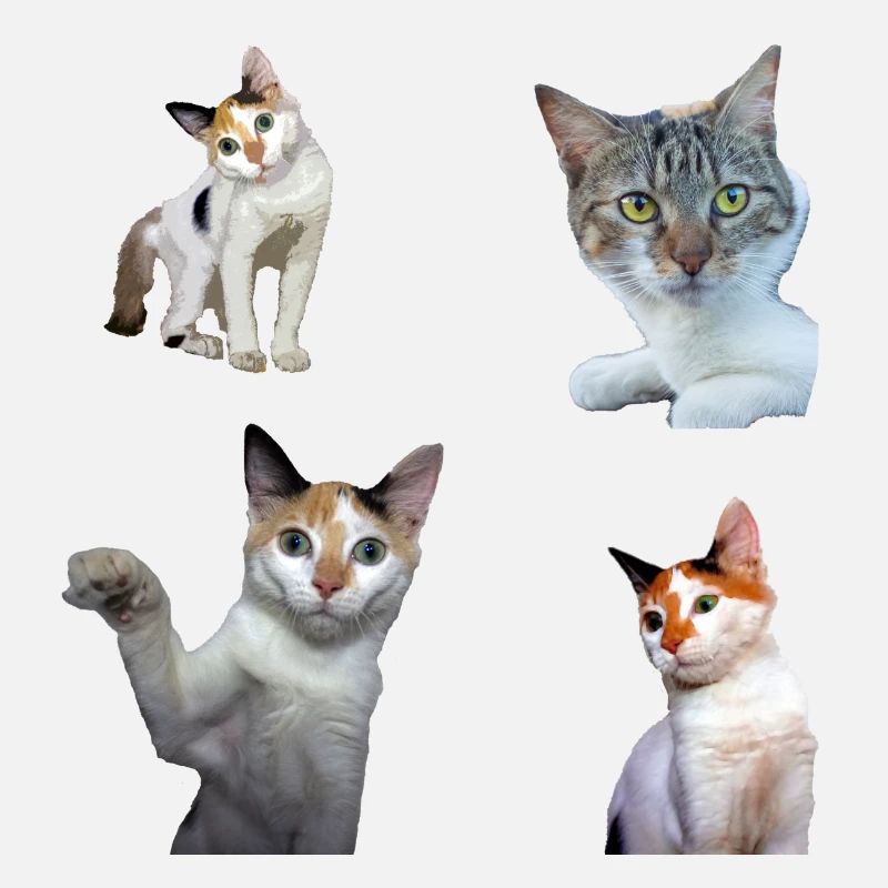 Pack d'autocollants Cool and cute chat chats