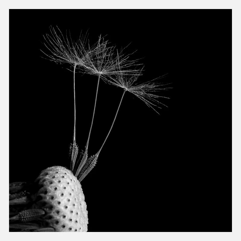 Pusteblume