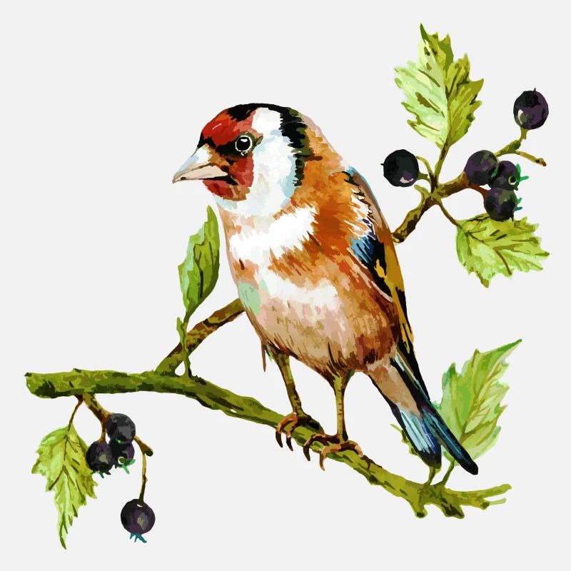 Oiseau coloré