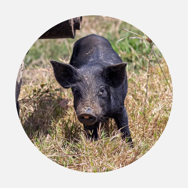 Mein kleines Schwein