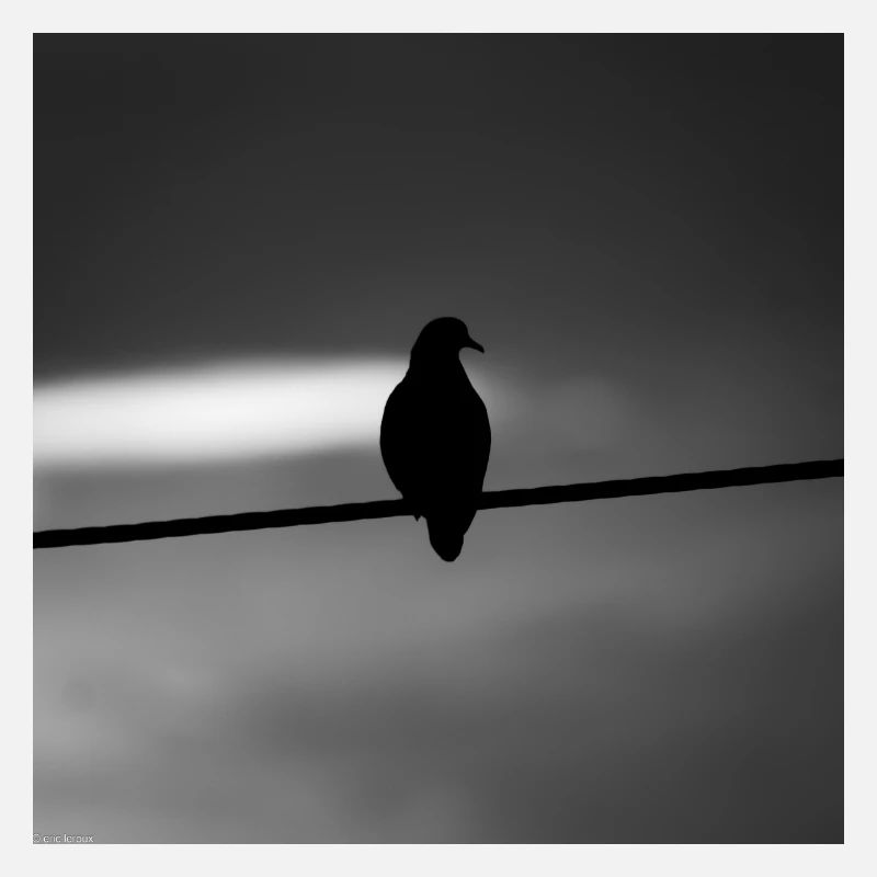 pigeon