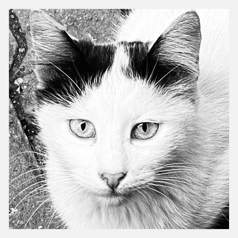 Süße Katze