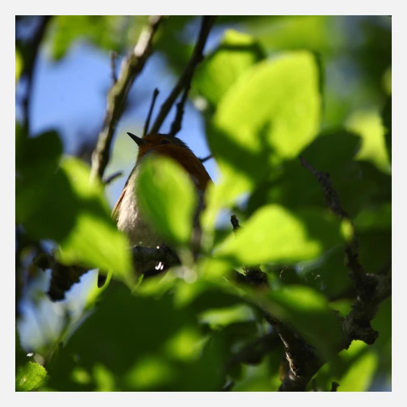 rouge-gorge derrière le feuillage