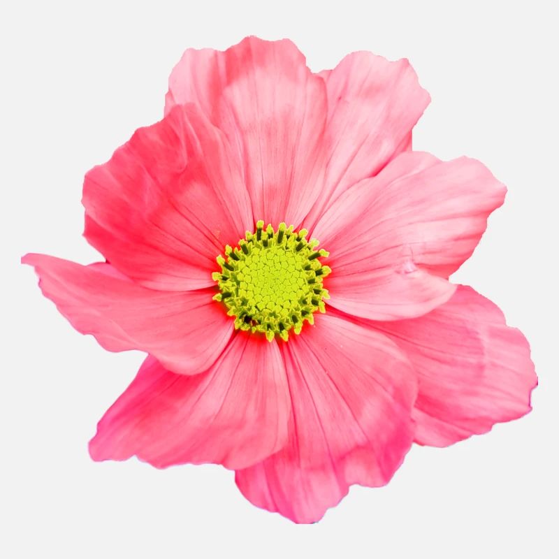 Fleur, floral, fleurs, fleur