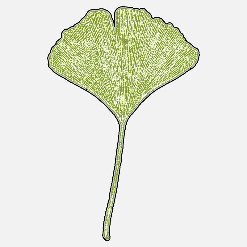 Gingko Leaf
