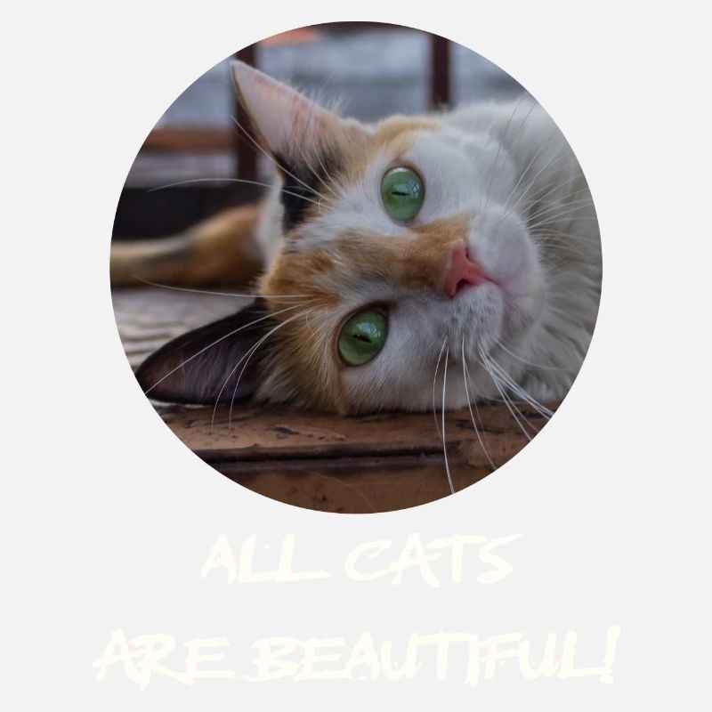 Die Katze mit dem süßen Blick