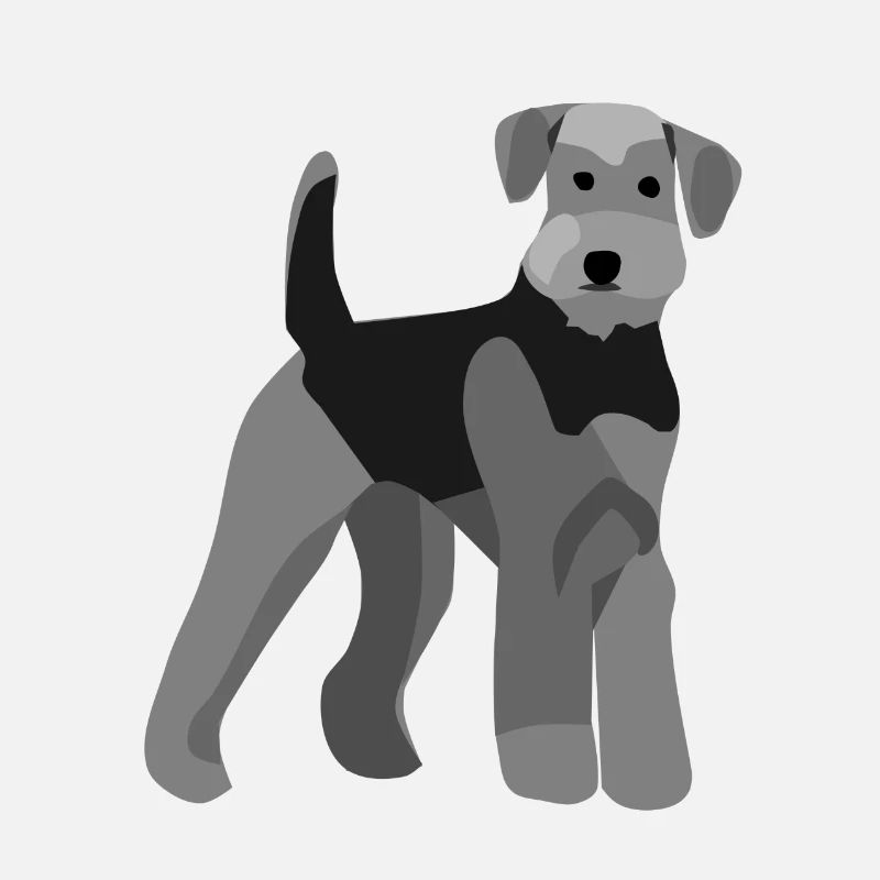 Airedale Terrier vorne
