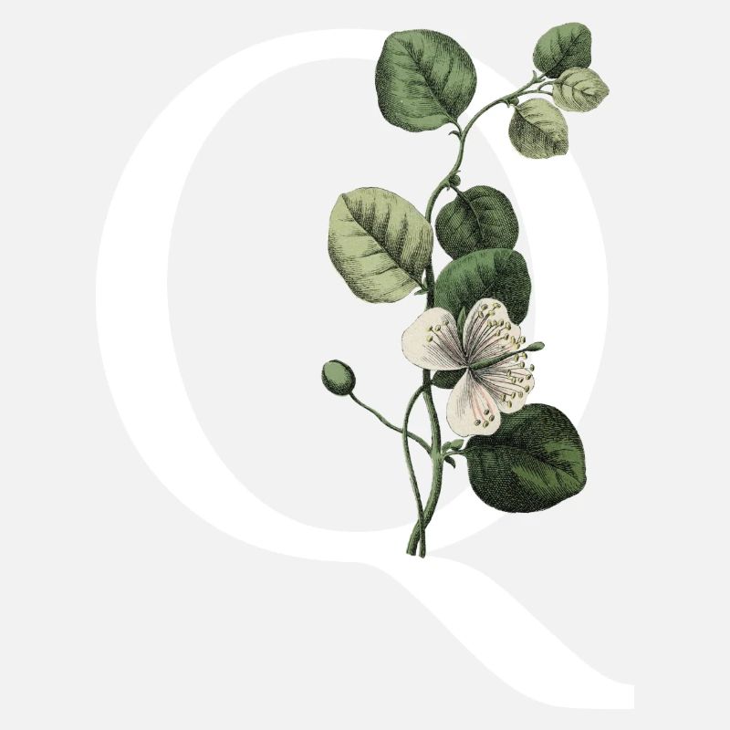 Buchstabe Q Botanisch Grün