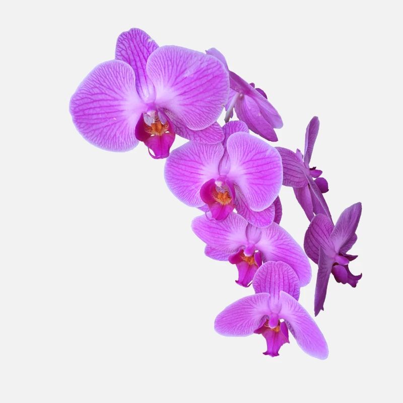 orchidée