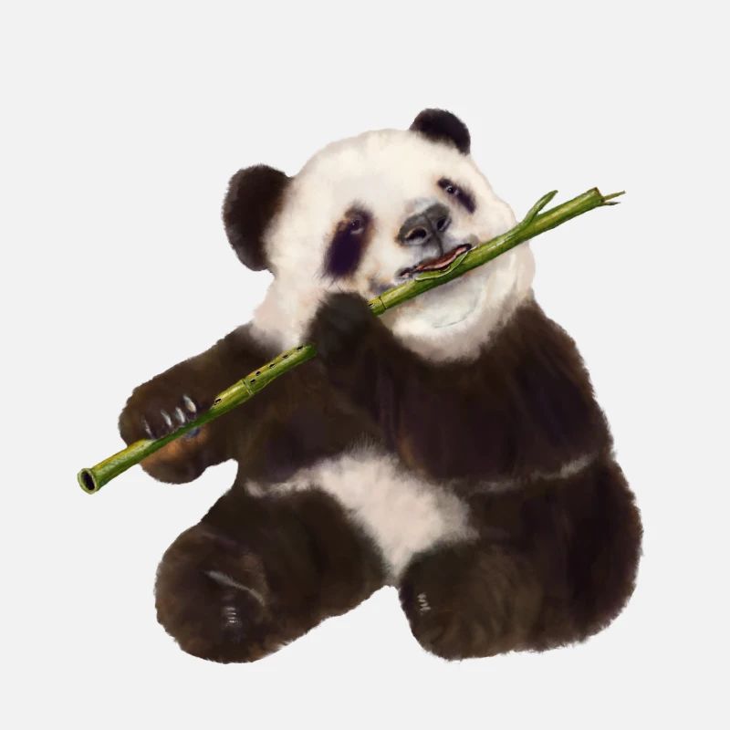Paddy Panda