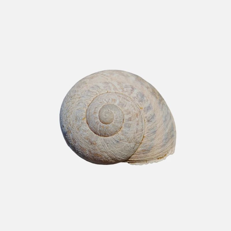Escargot