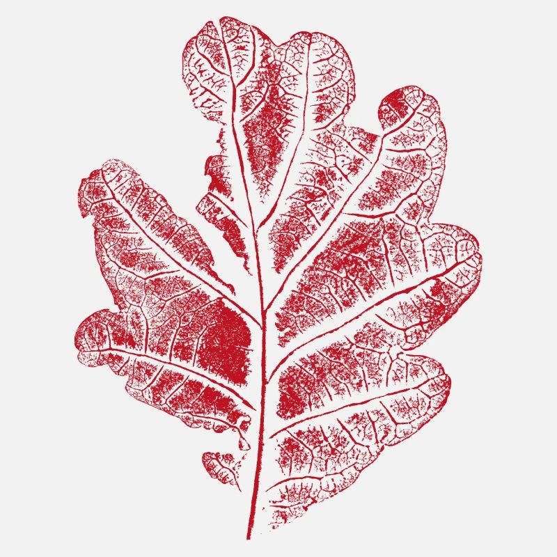 Blatt Eiche - Mit Rissen / Eichenblatt Botanisch