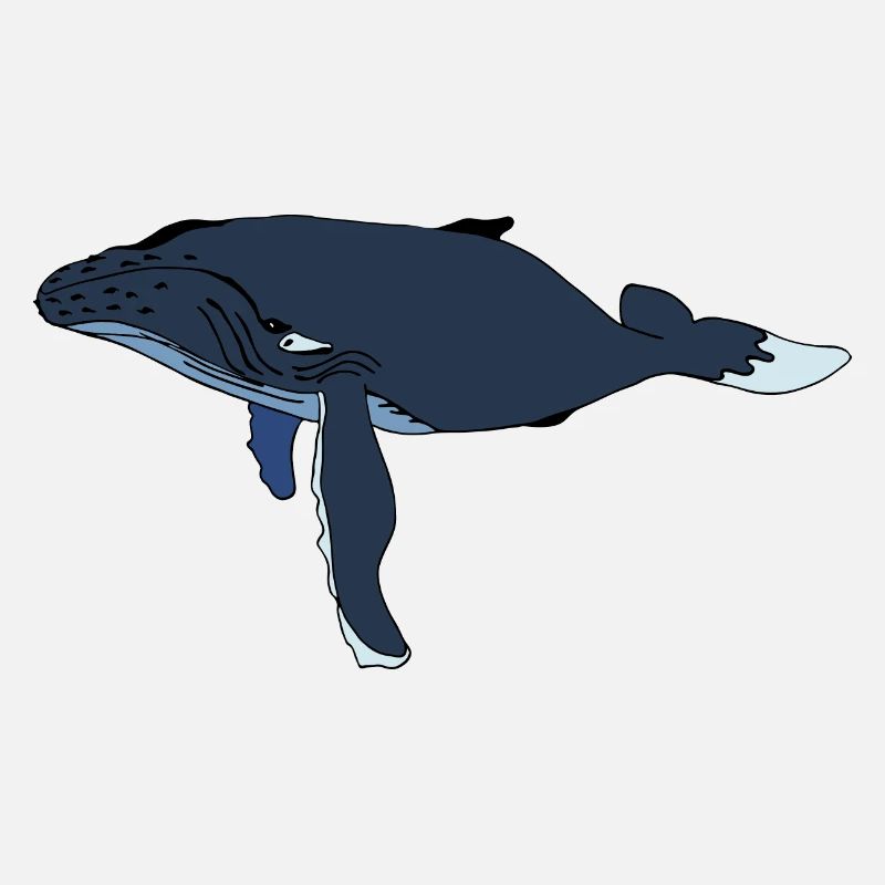 Baleine à bosse