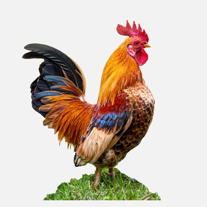 stolzer, männlicher Hahn. Freigestellt,Chef Symbol