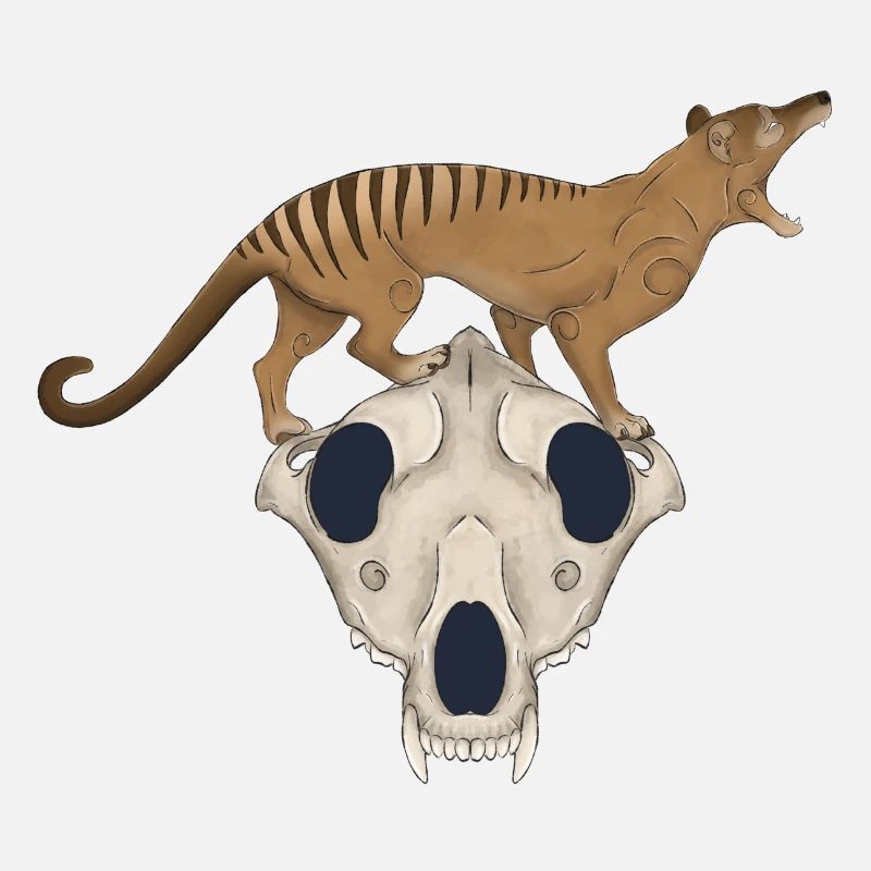 Thylacine Schädel - Tasmanischer Tiger Wolf Schädel