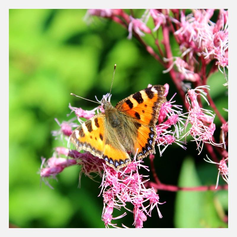 Schmetterlinge