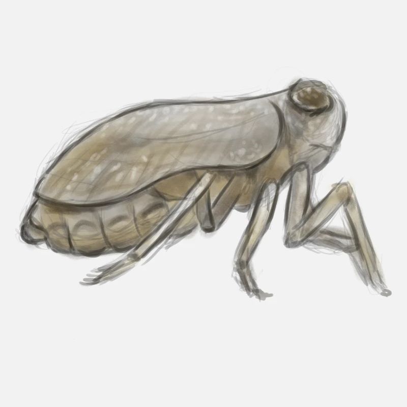 Cicada Ink Sketch in Earth Tones