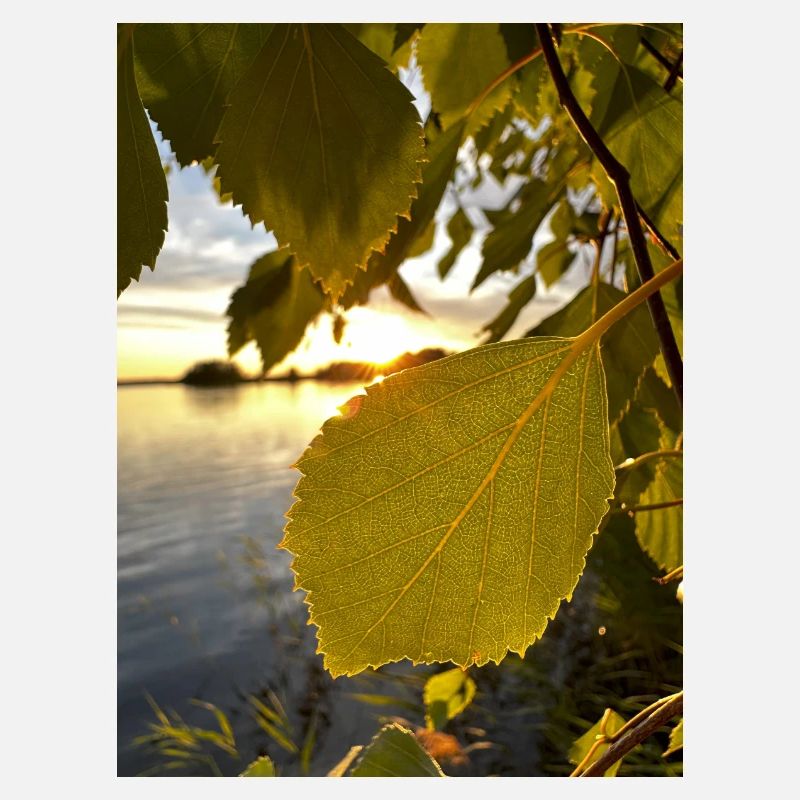 Feuilles dorées dans le paysage lacustre