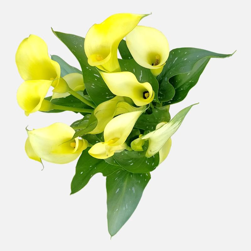 Delicate yellow calla flowers
