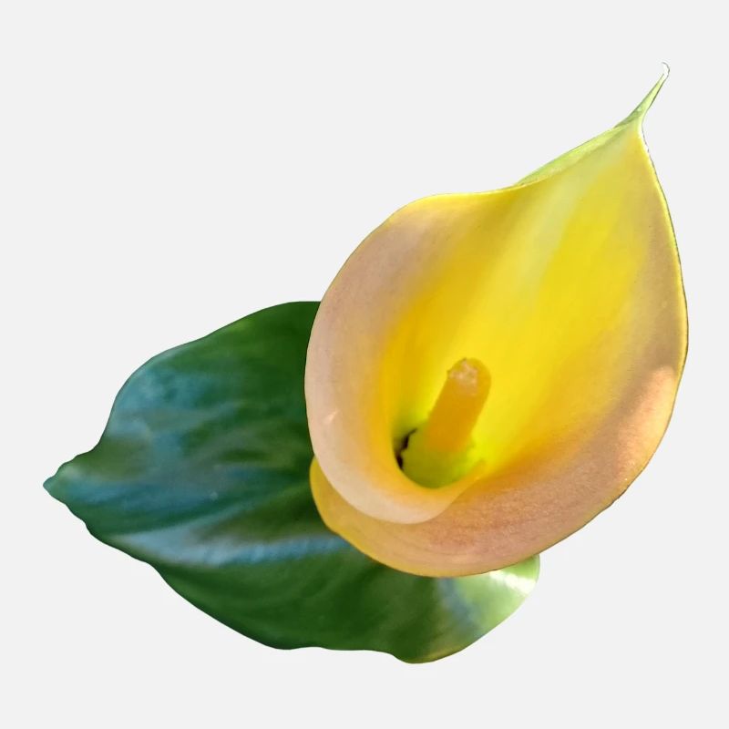 YELLOW CALLA LILY