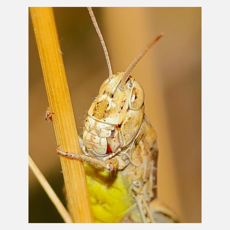 Macrophotographie d’une sauterelle en détails