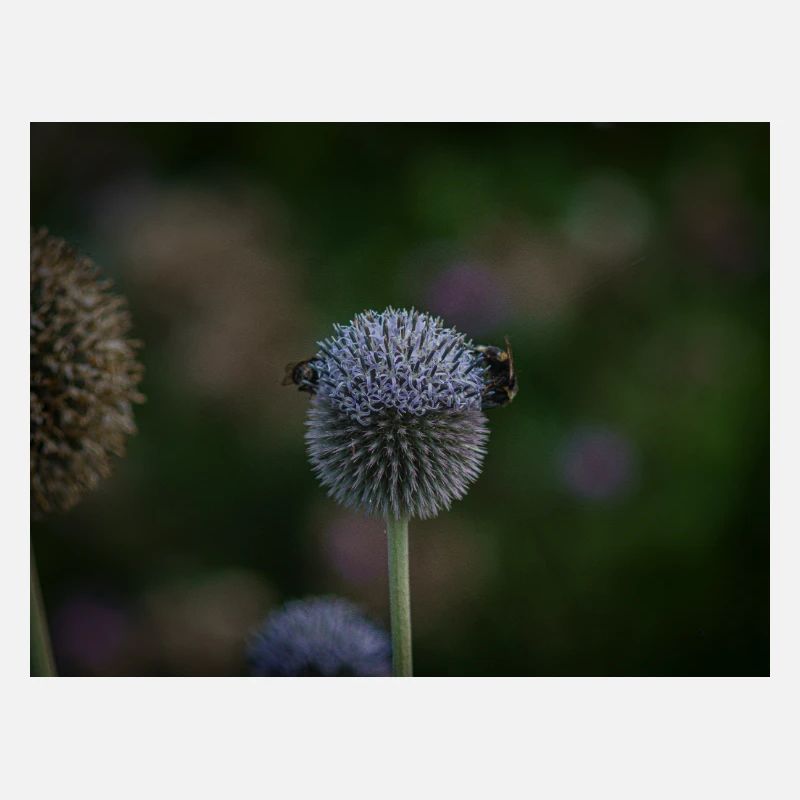 Abeilles sur chardon globe violet