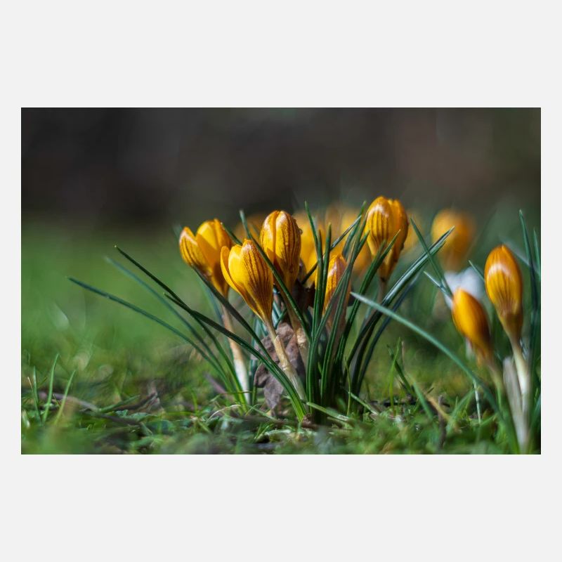 Gros plan de fleurs