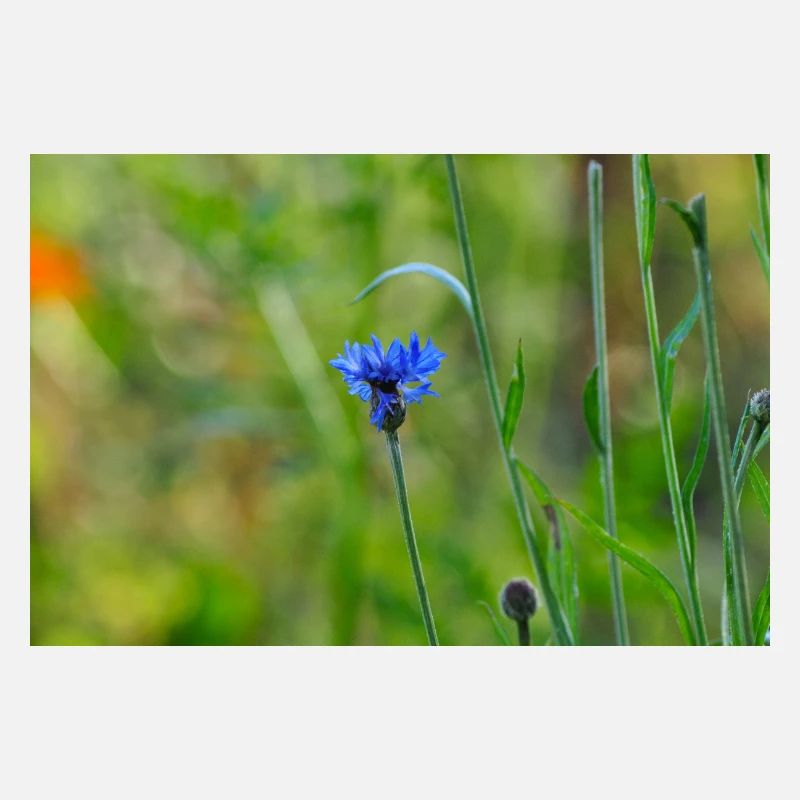 Bleuet