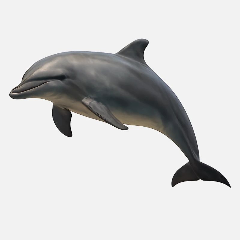 Dauphin aux ombres douces