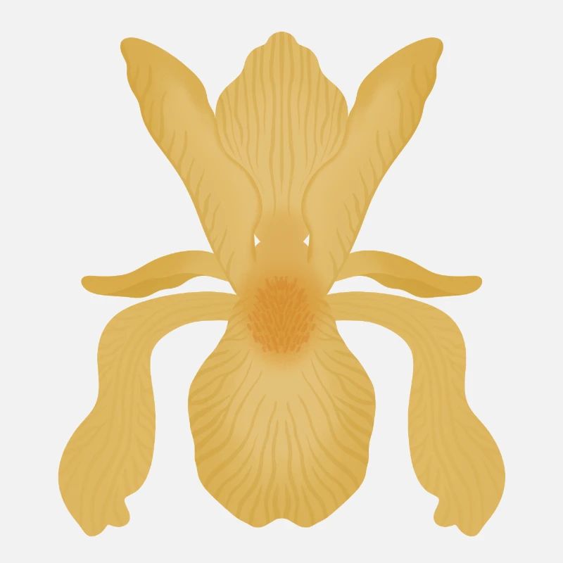 Floraison d’Iris doré