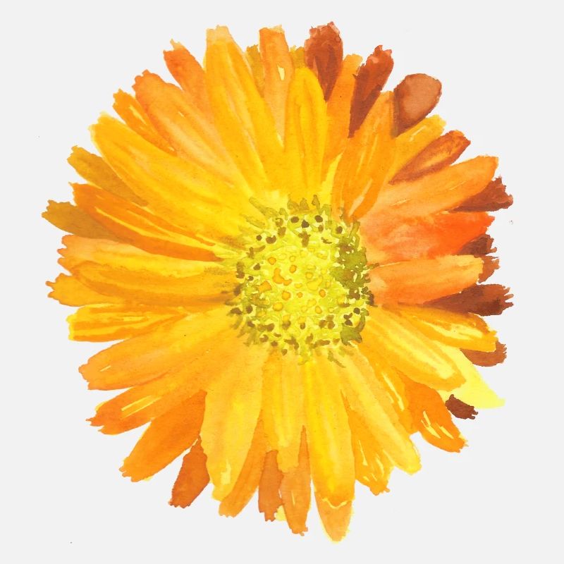 Calendula Aquarelle Orange