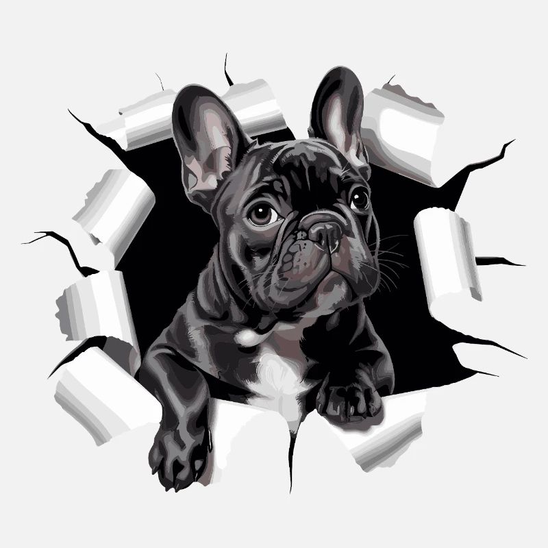 Chiot bouledogue français perce la percée