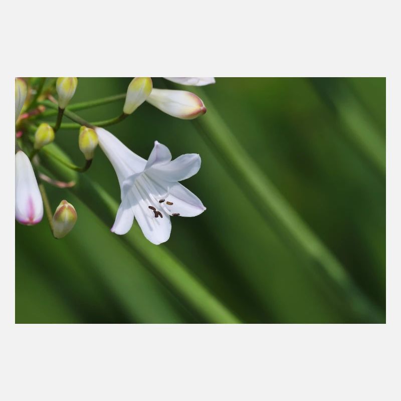 Macro de la fleur de lys blanc