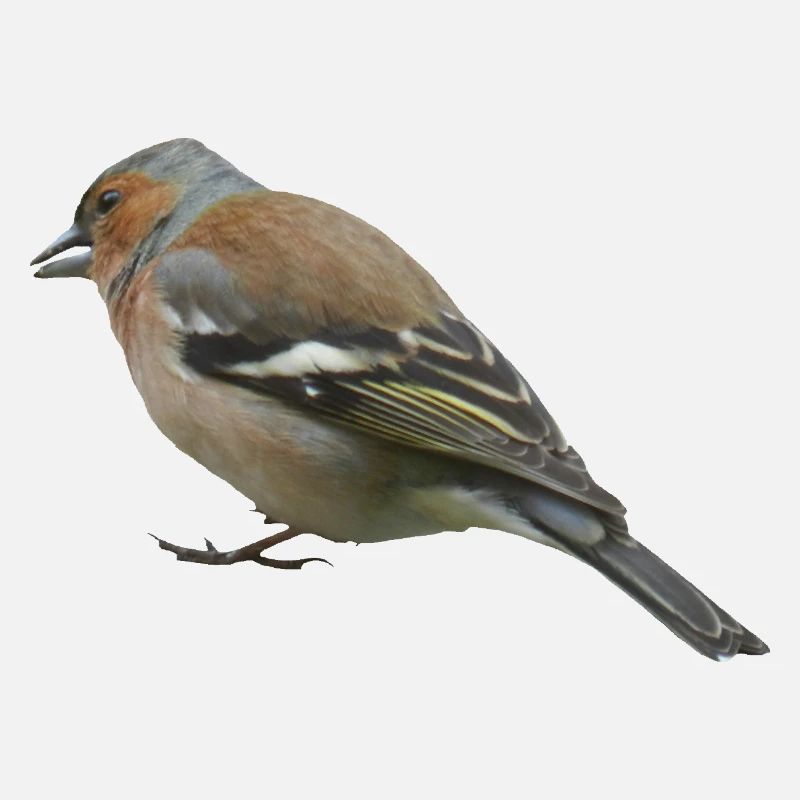 Chaffinch (side)