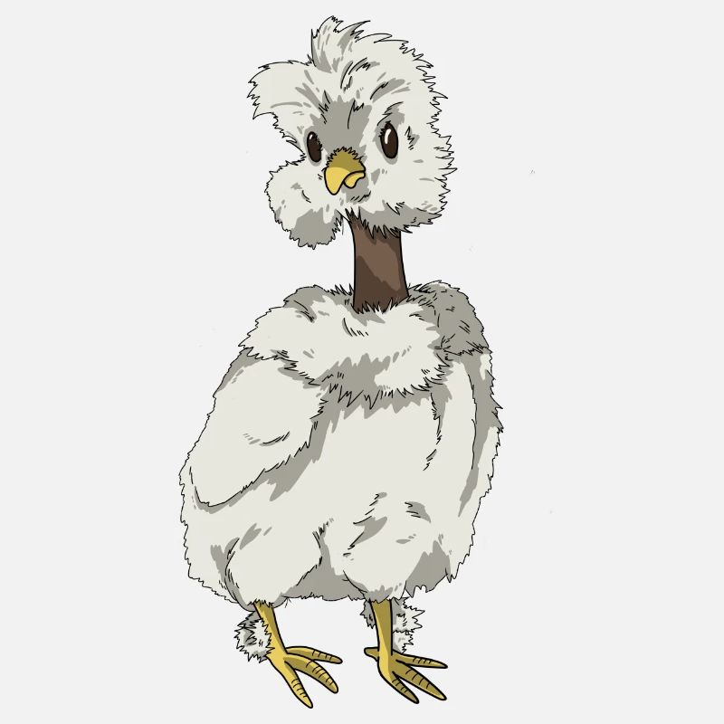 Poulet Chick Soie Poulet Race de poulet à cou nu