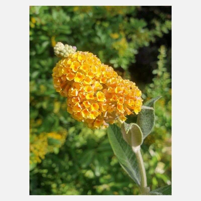 Buddleia, Schmetterlingsstrauch oder Sommerflieder 'Sungold'